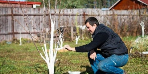 Kako obraditi drveće i grmlje u bašti u proljeće?